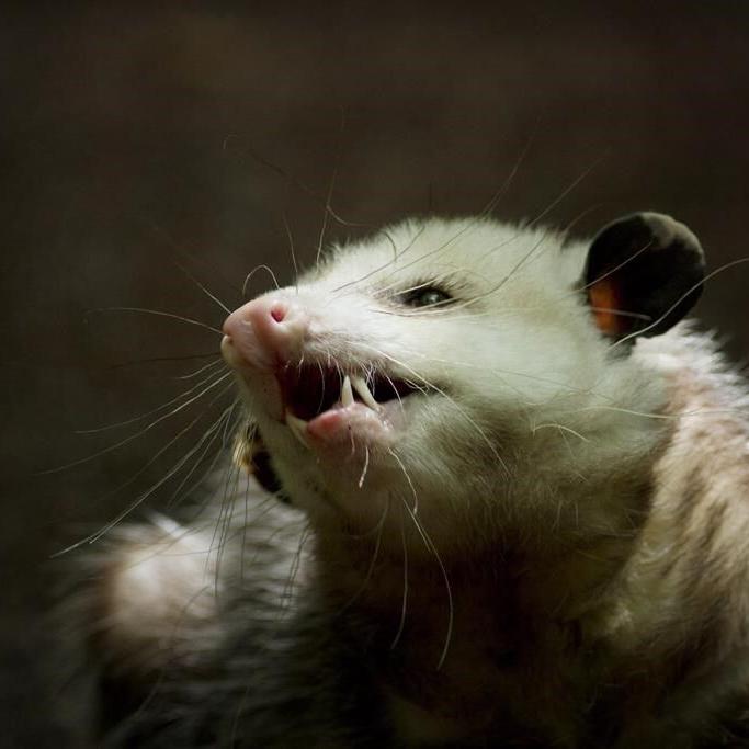 Once thought too cold for the marsupials, Montreal home to growing number of opossums